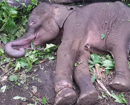 Baby Elephant Caught in Snare- Elephant Valley Project Mondulkiri