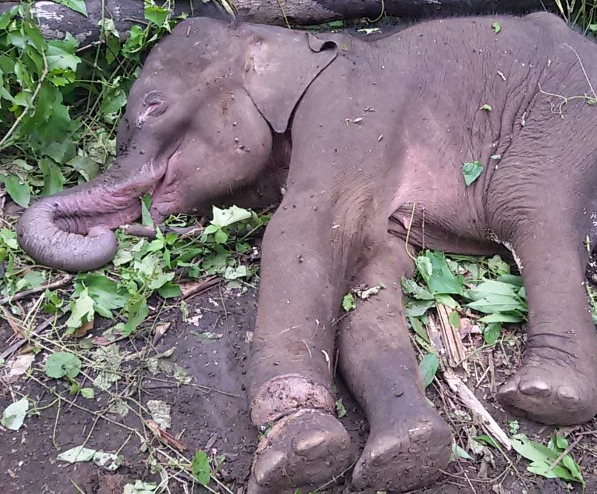 Baby Elephant Caught in Snare- Elephant Valley Project Mondulkiri