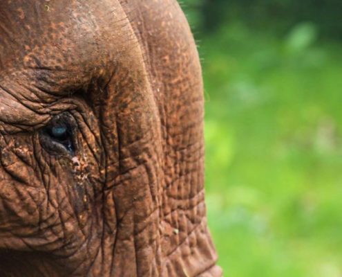 Milot - Elephant Valley Project