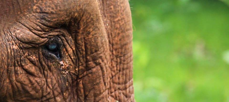 Milot - Elephant Valley Project