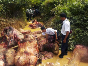 Myanmar Authorities inspect a mutilated elephant carcass Image Courtesy of: WWF